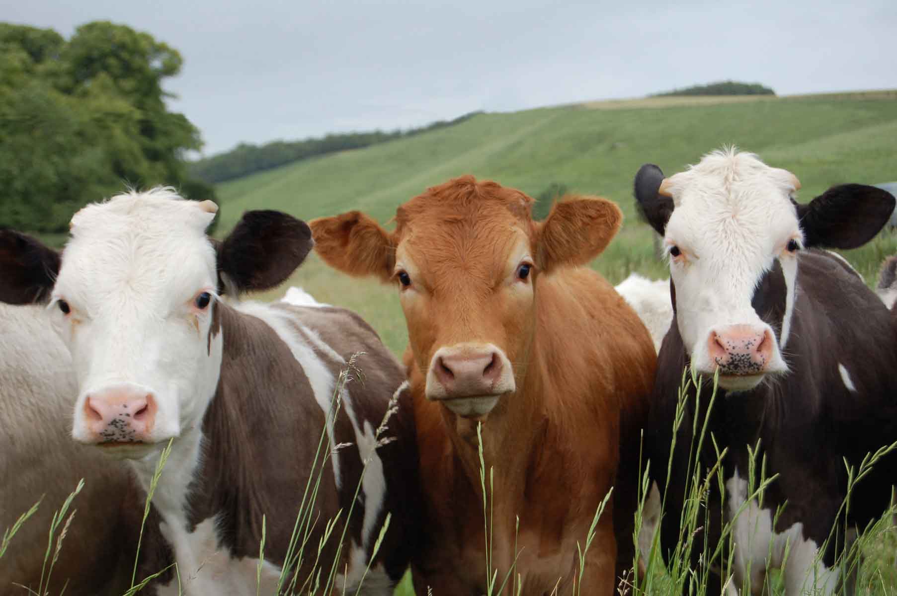 Natural Dewormer for Livestock – Mother Earth News